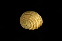 藏品(白肋蜑螺)的圖片